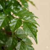 China Doll Plant