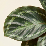 Calathea (Prayer Plant)