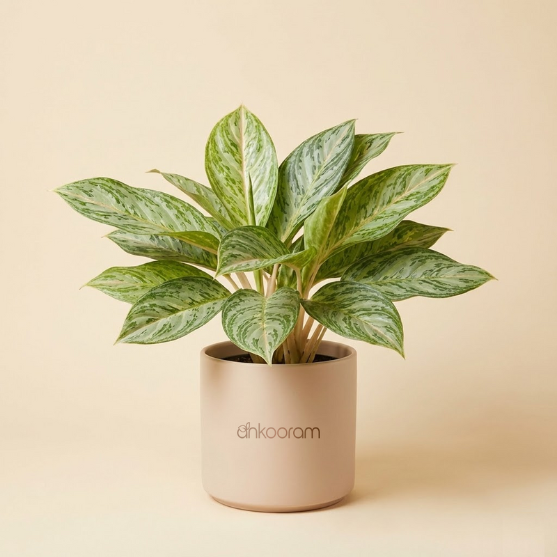 Aglaonema 'Butterfly'