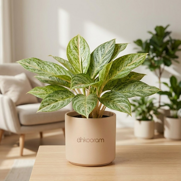 Aglaonema 'Butterfly'