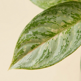Aglaonema 'Butterfly'