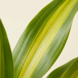 Dracaena Lemon Lime Plant