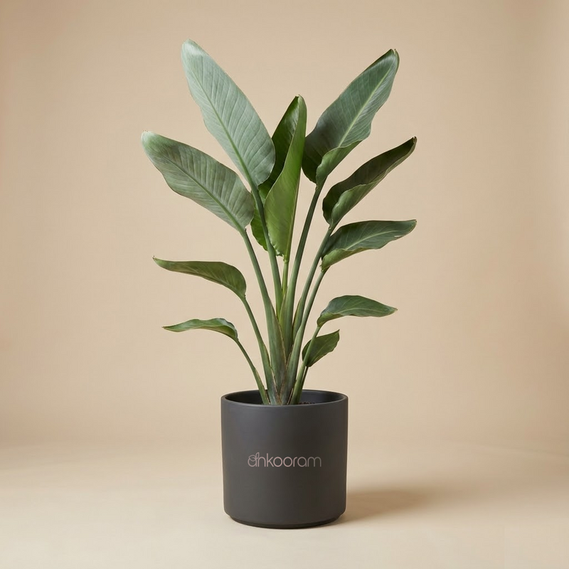 Bird of Paradise (Strelitzia)
