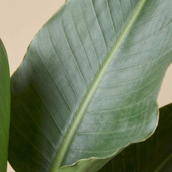 Bird of Paradise (Strelitzia)