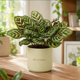 Calathea Makoyana