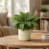Calathea Freddie