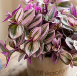 Tradescantia Nanouk