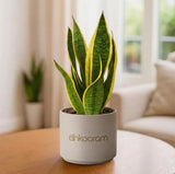 Snake Plant Sansevieria
