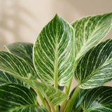 Philodendron Birkin