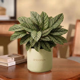Calathea Ornata