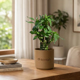 Lotus Bamboo Plant (3 Sticks)
