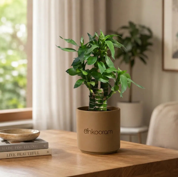 Lotus Bamboo Plant (3 Sticks)