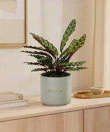 Calathea Rattlesnake