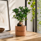 Bonsai Plant