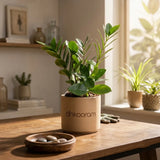 Dwarf ZZ Plant