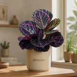 Calathea Dottie
