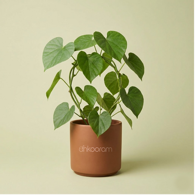Gulvel Plant