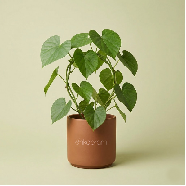 Gulvel Plant