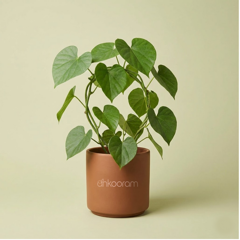 Gulvel Plant