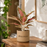 Aglaonema Pink Beauty