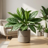 Aglaonema Stripes