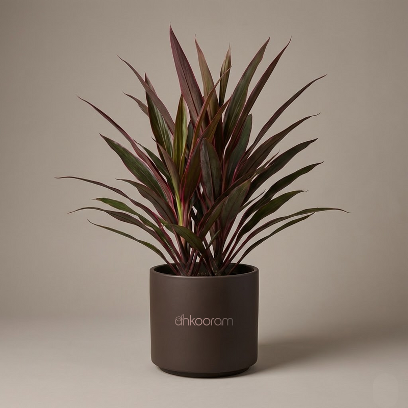 Dracaena Red Ruby