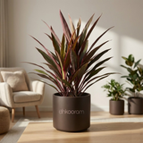 Dracaena Red Ruby