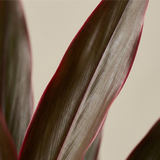 Dracaena Red Ruby