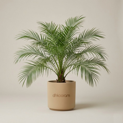 Pygmy Date Palm