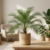 Pygmy Date Palm