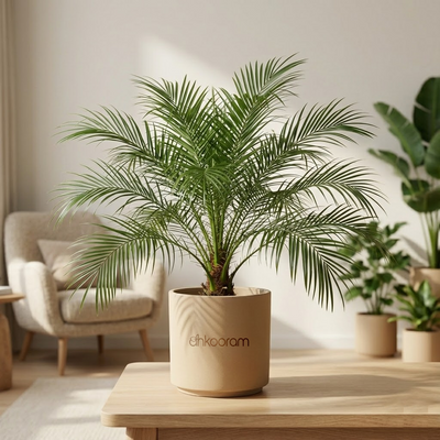Pygmy Date Palm
