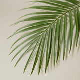 Pygmy Date Palm