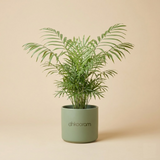 Parlour Palm