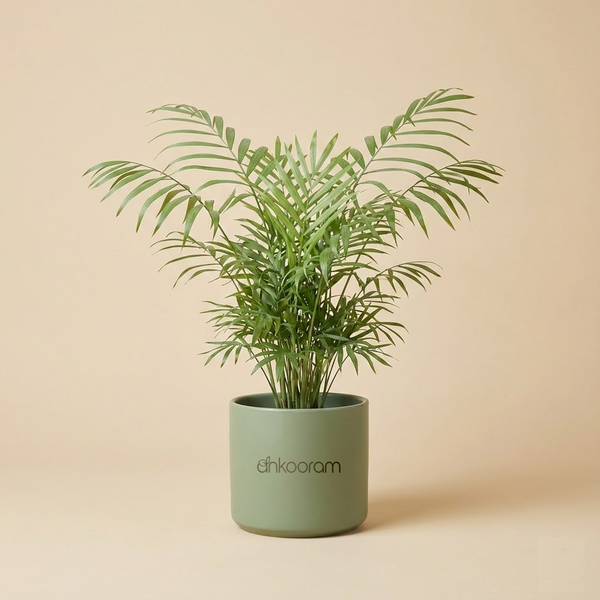Parlour Palm