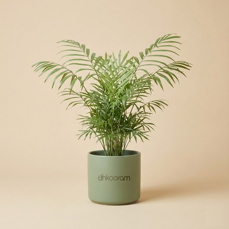Parlour Palm