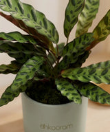Calathea Rattlesnake