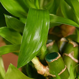 Lucky Bamboo 2 Layer