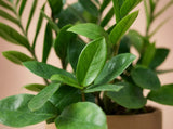 Dwarf ZZ Plant