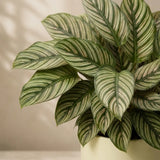 Calathea Ornata