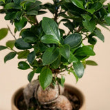 Bonsai Plant