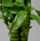 Lotus Bamboo Plant (3 Sticks)