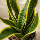 Snake Plant Sansevieria