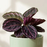 Calathea Dottie