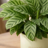 Calathea Freddie