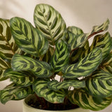 Calathea Makoyana