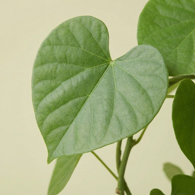 Gulvel Plant
