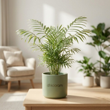 Parlour Palm