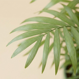 Parlour Palm