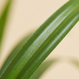 Screwpine