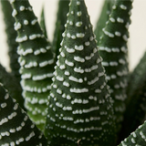 Zebra Haworthia Plant